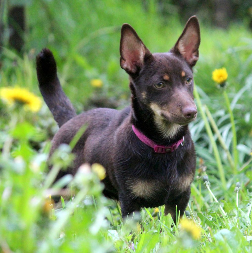 CH. head over heelers jp Sakura at luces