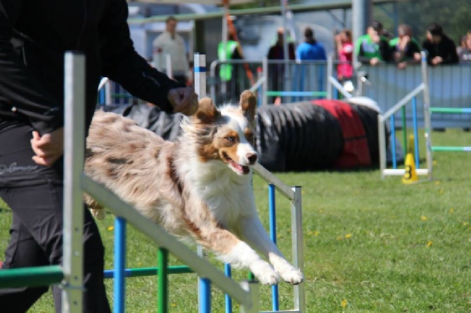 De l'étang de pincemaille - Un beau Team Agility