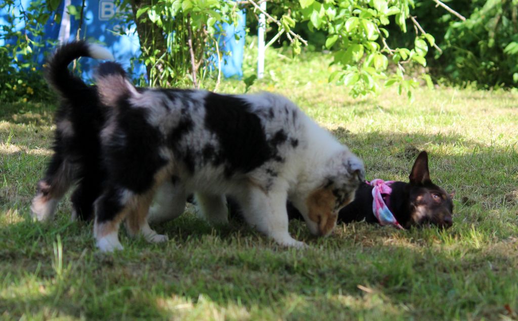 CH. head over heelers jp Sakura at luces