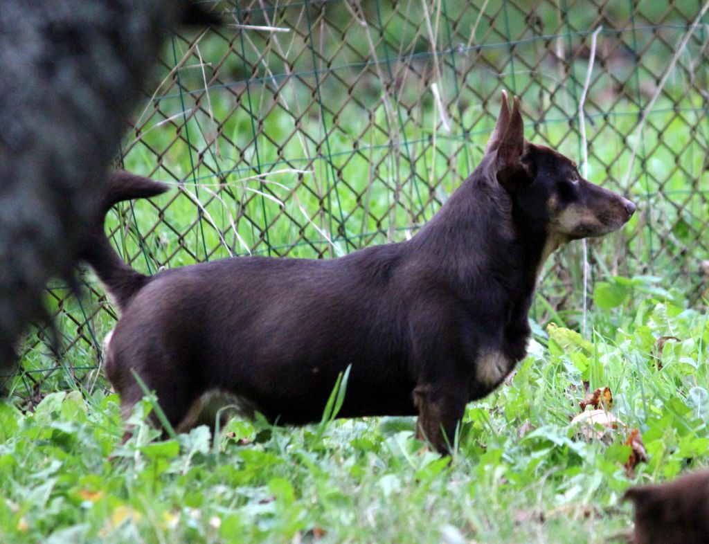 CH. head over heelers jp Sakura at luces