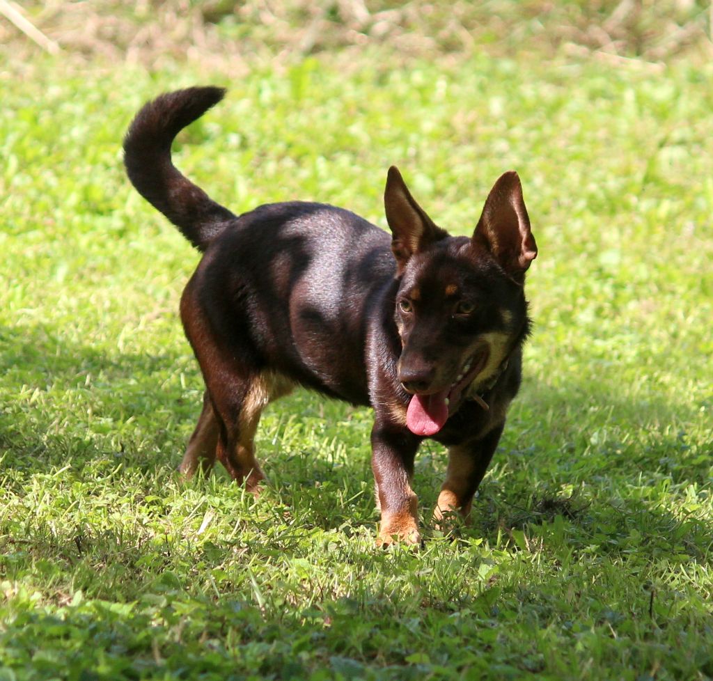 CH. head over heelers jp Sakura at luces