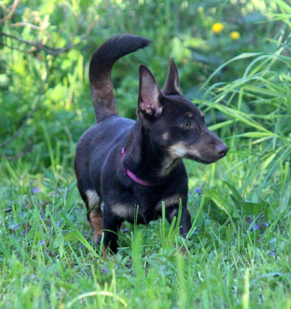 CH. head over heelers jp Sakura at luces