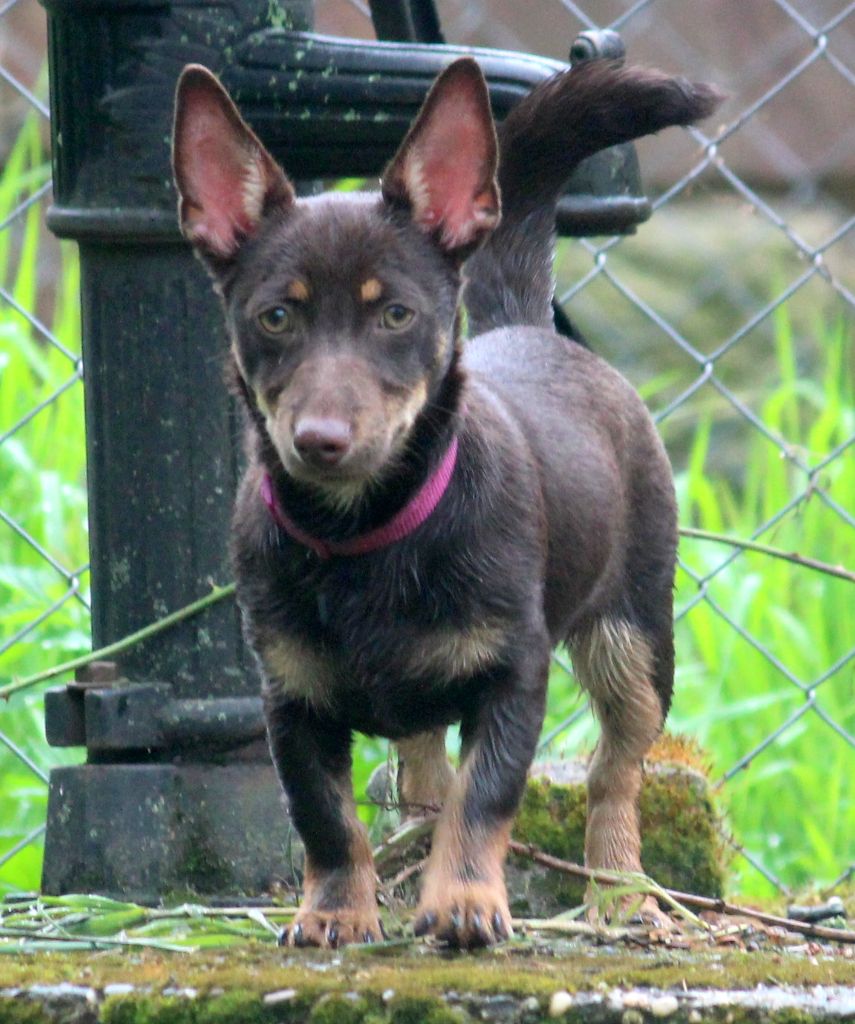 CH. head over heelers jp Sakura at luces