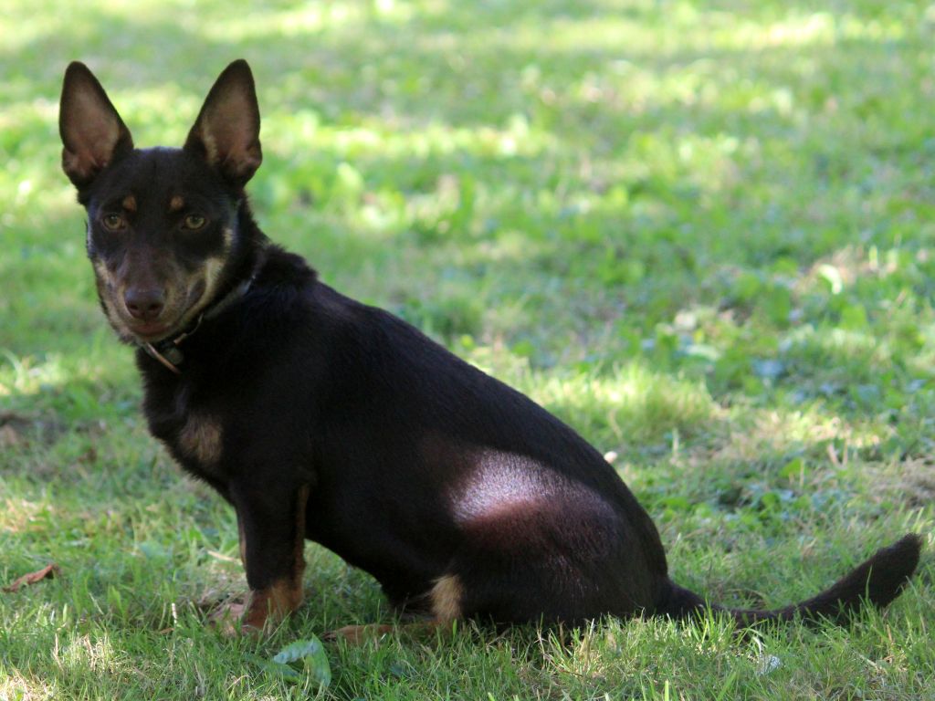 head over heelers jp Sakura at luces