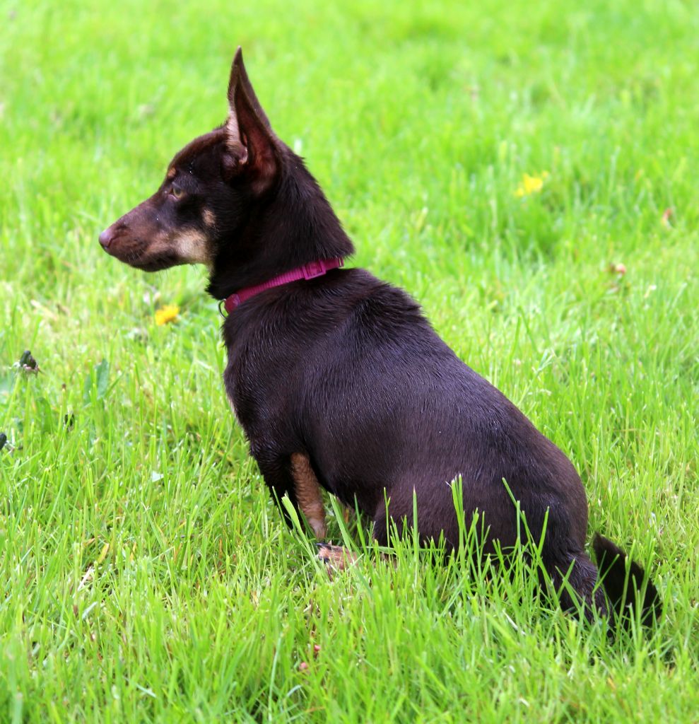 head over heelers jp Sakura at luces