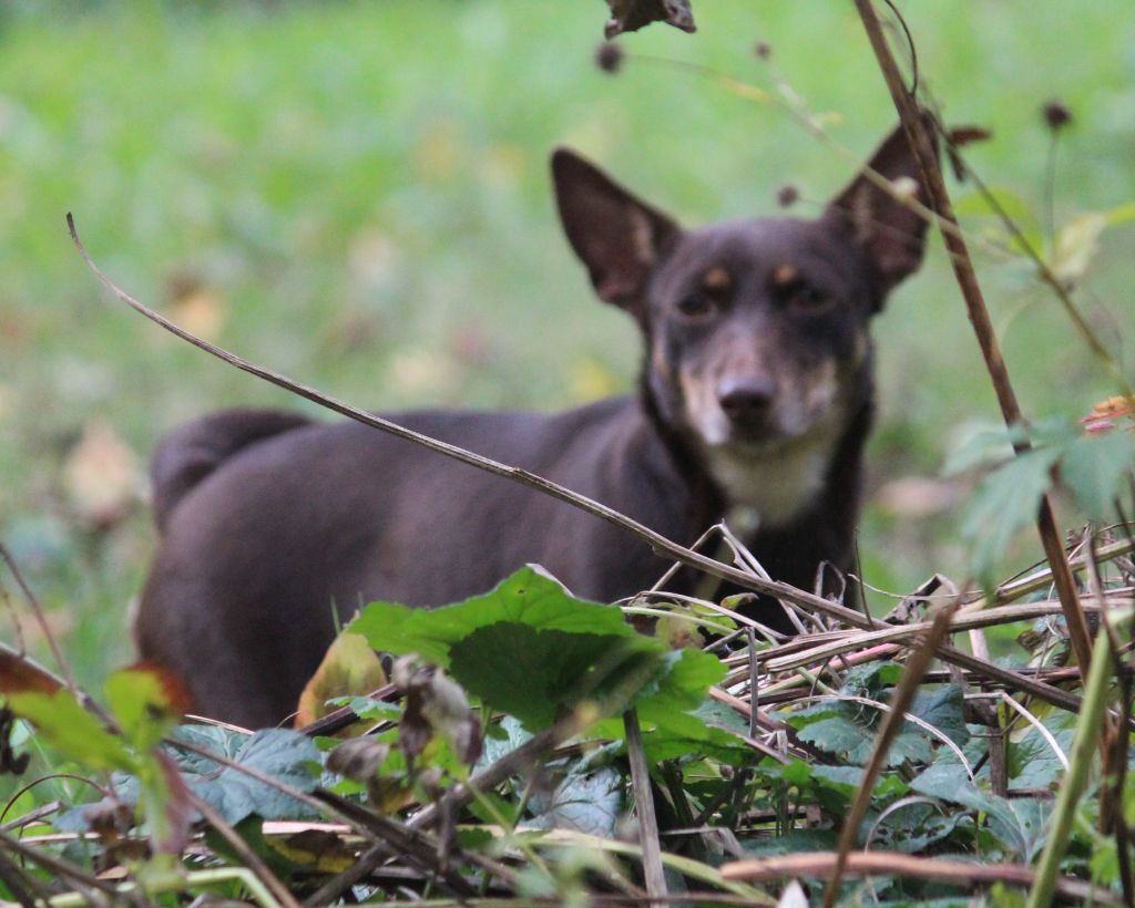 CH. head over heelers jp Sakura at luces