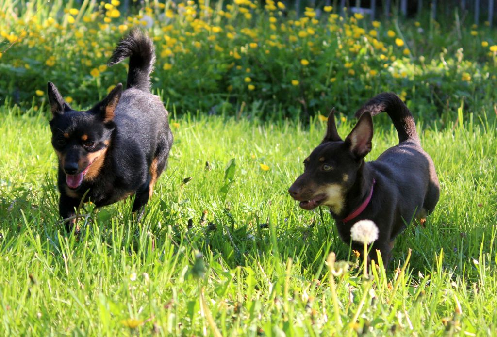 head over heelers jp Sakura at luces