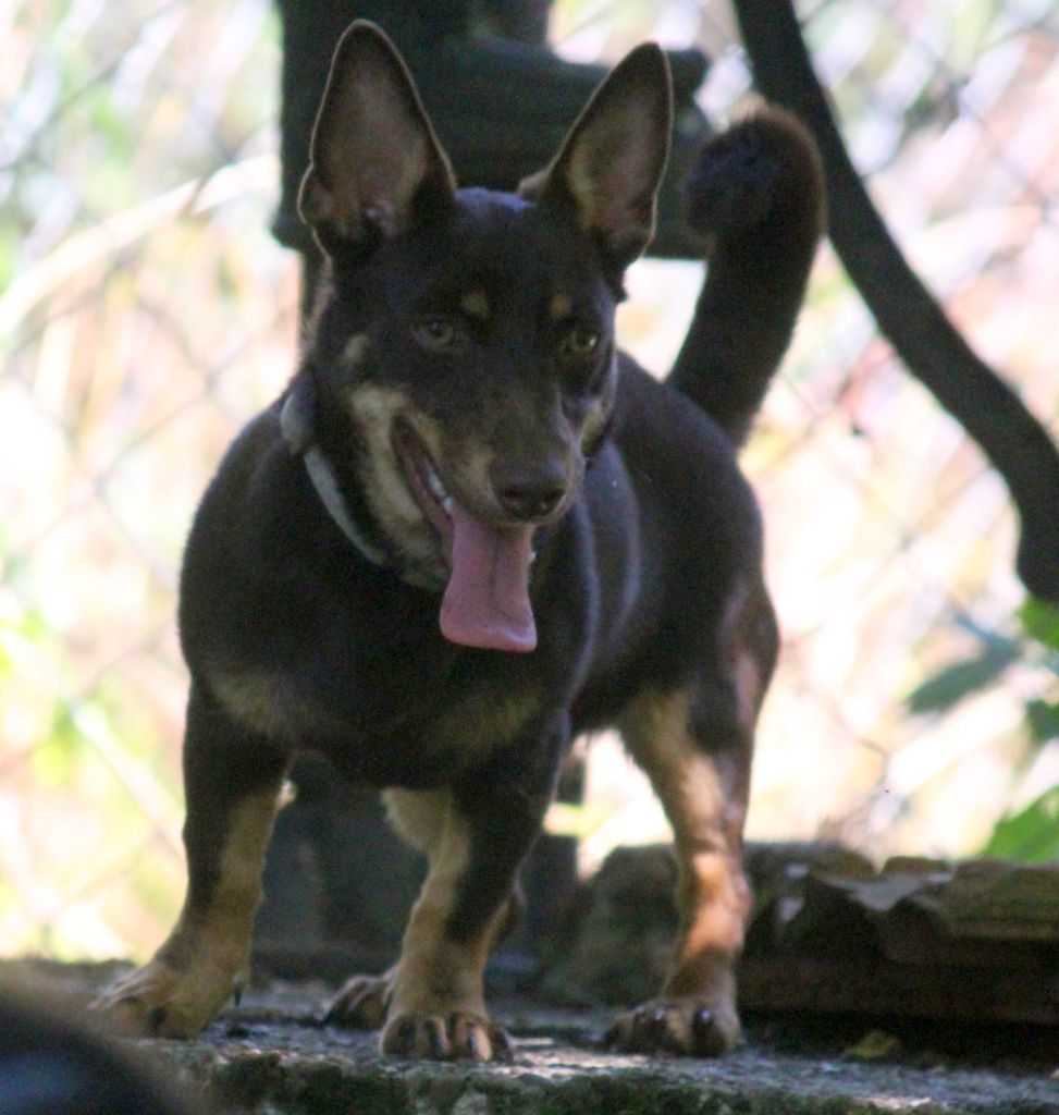 CH. head over heelers jp Sakura at luces