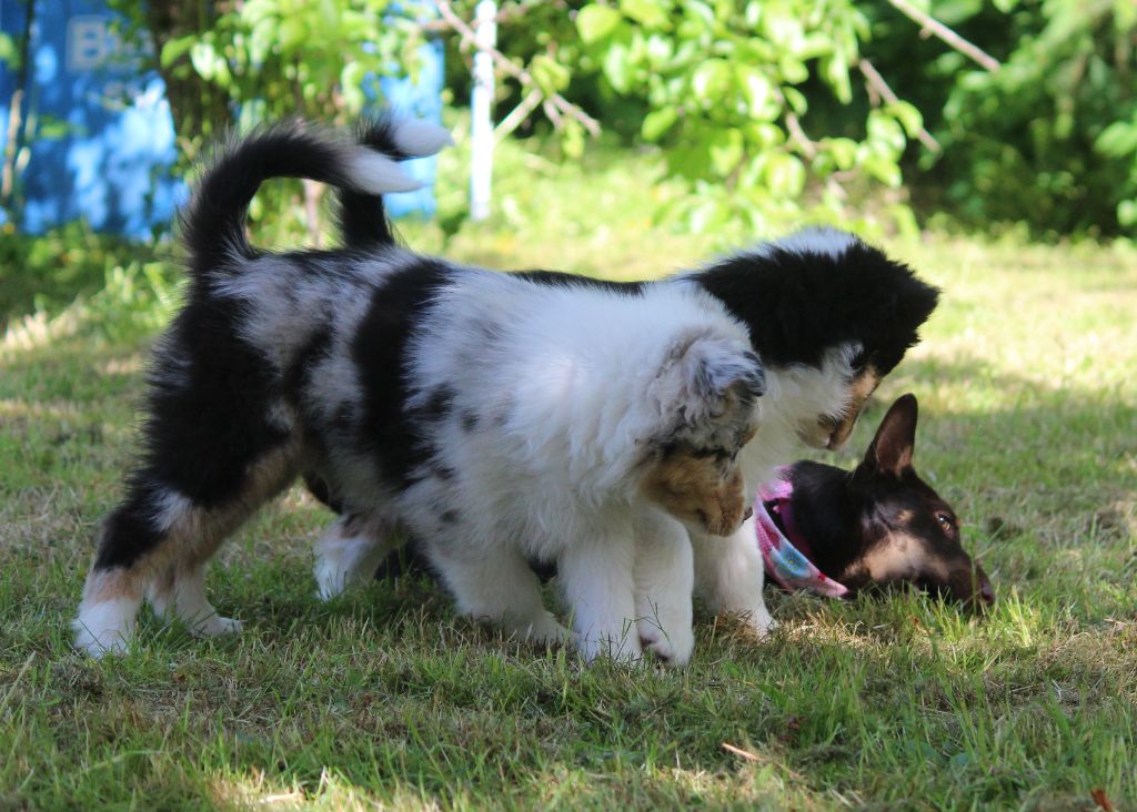 CH. head over heelers jp Sakura at luces