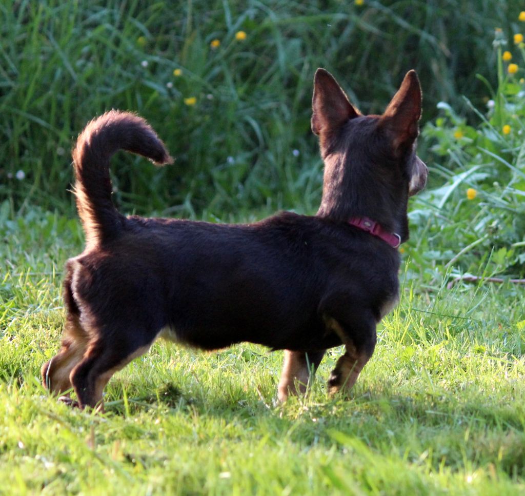 CH. head over heelers jp Sakura at luces