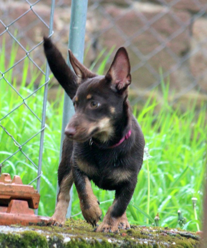 CH. head over heelers jp Sakura at luces