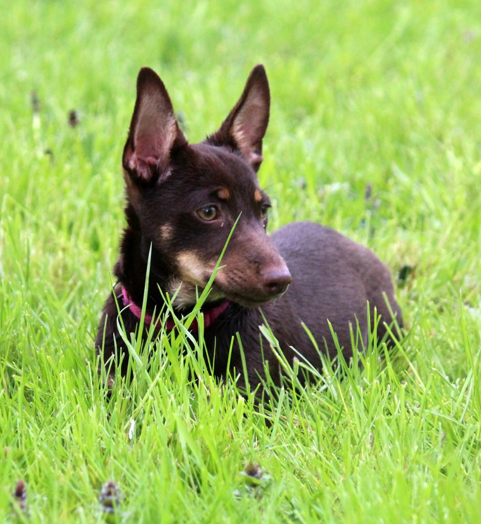 CH. head over heelers jp Sakura at luces