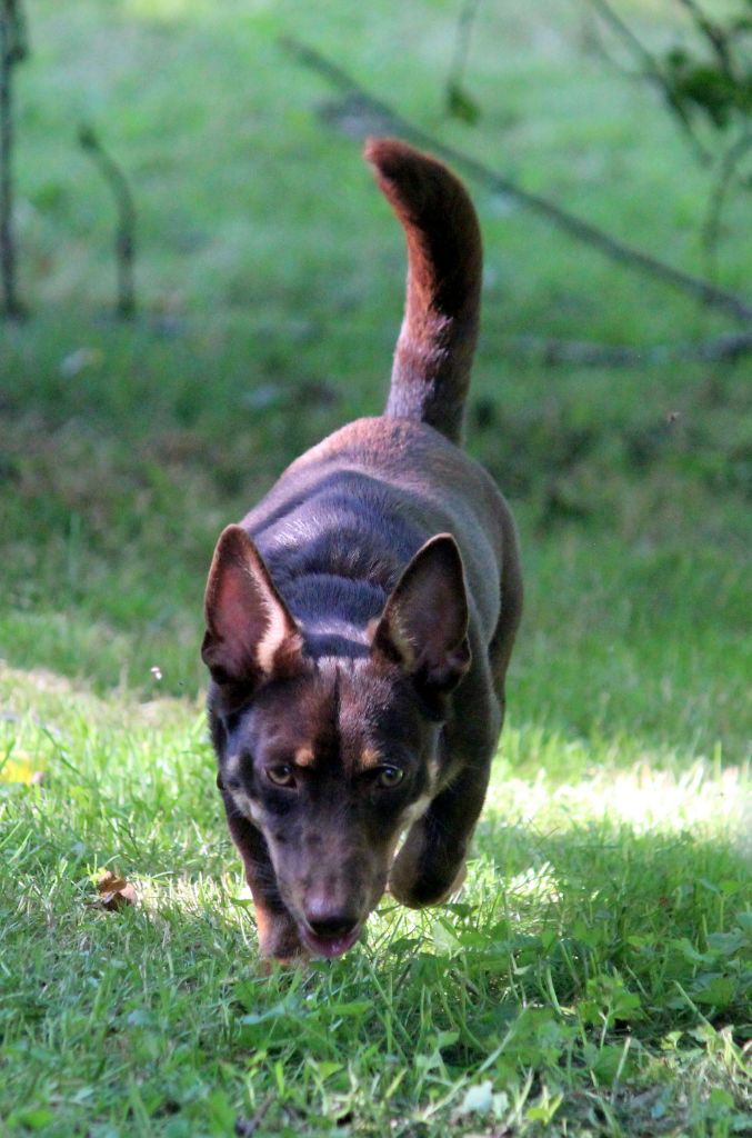 head over heelers jp Sakura at luces