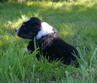 Lil'Teddy Bear from Kingstown