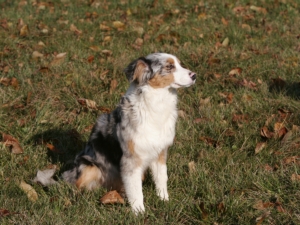 Chymène De l'étang de pincemaille