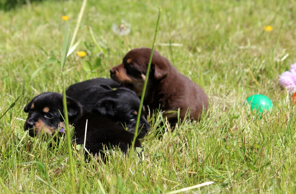 4 semaines et découverte de l'herbe et des joies du soleil