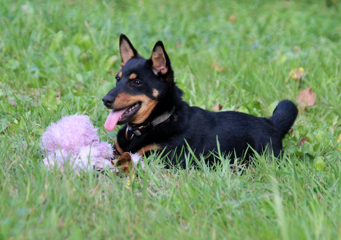 A Woodstock'69 Joe Cocker "Joey"
