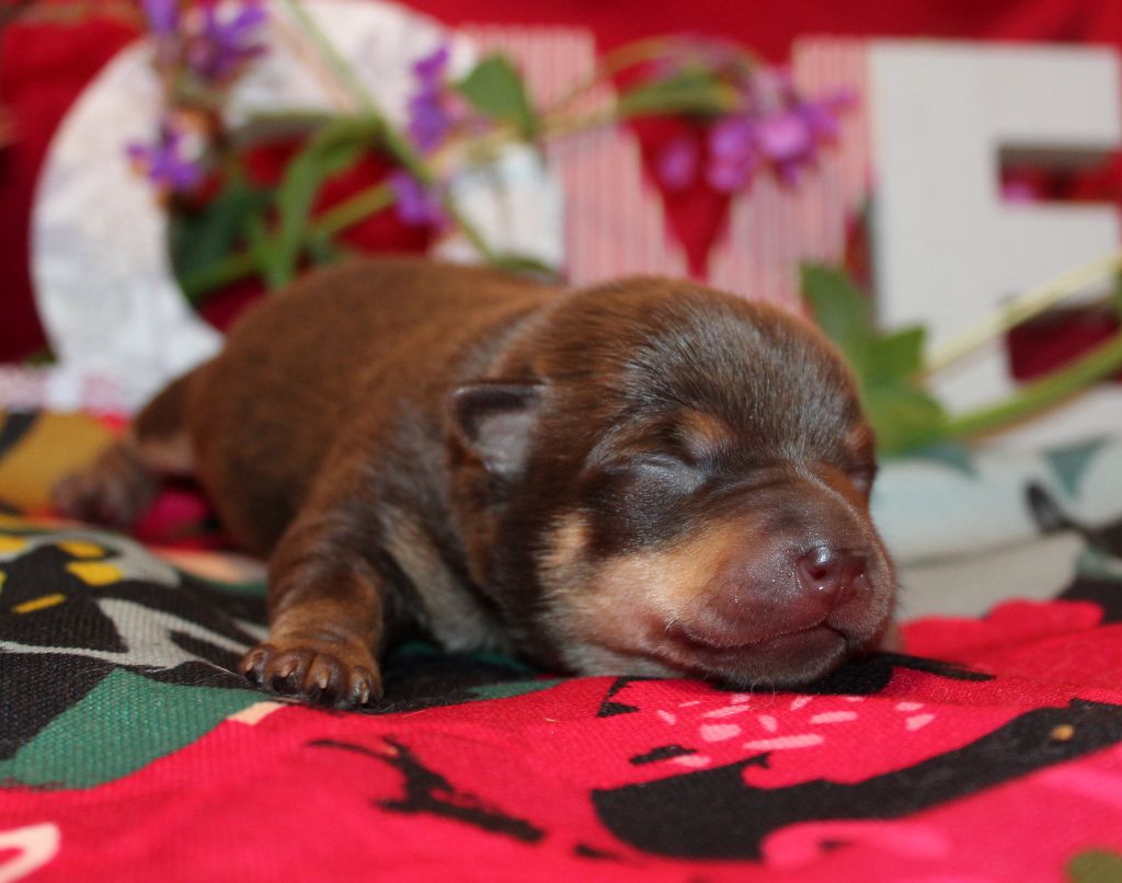 De l'étang de pincemaille - Chiots disponibles - Lancashire Heeler