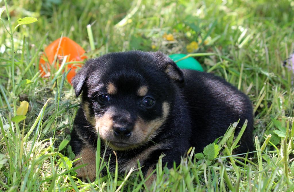 Chiot Lancashire Heeler De l'étang de pincemaille