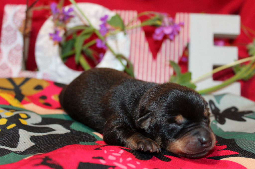 De l'étang de pincemaille - Chiots disponibles - Lancashire Heeler