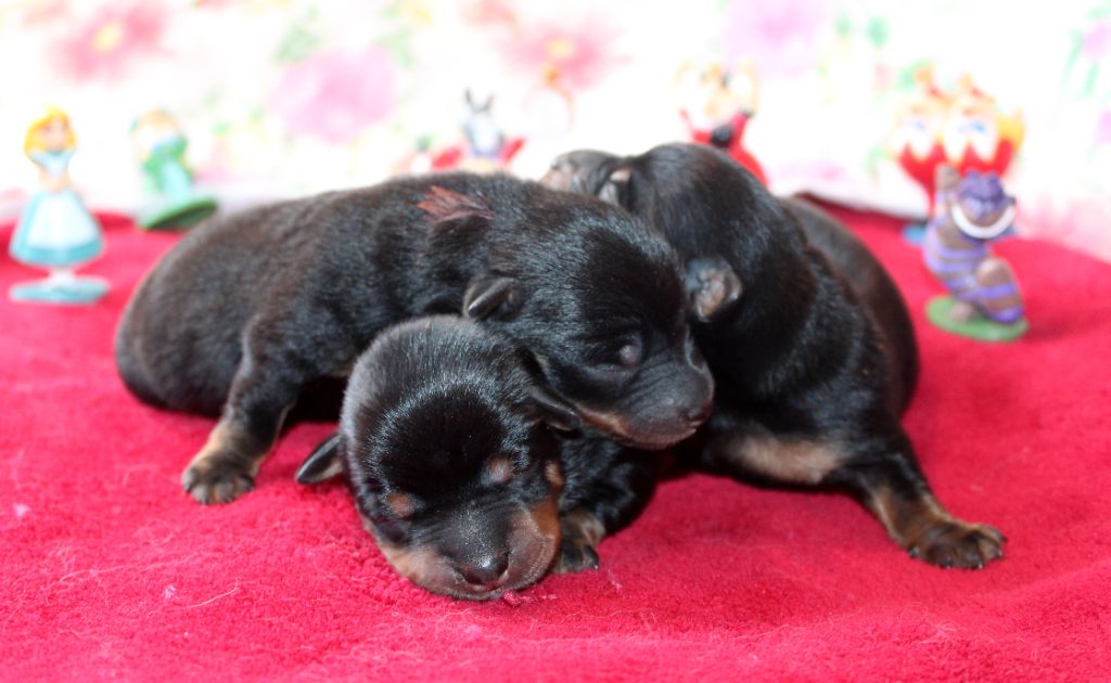 Chiot Lancashire Heeler De l'étang de pincemaille