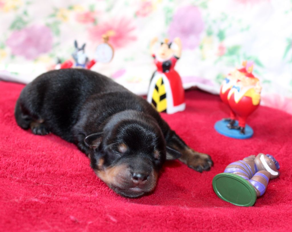 De l'étang de pincemaille - Chiots disponibles - Lancashire Heeler