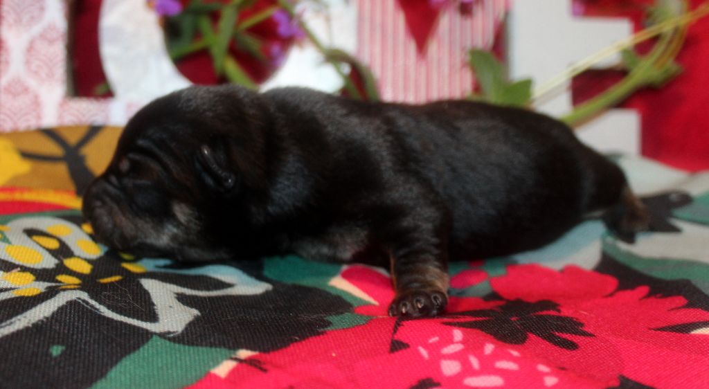 De l'étang de pincemaille - Chiots disponibles - Lancashire Heeler