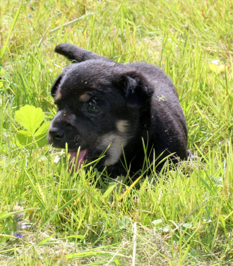 De l'étang de pincemaille - Chiots disponibles - Lancashire Heeler