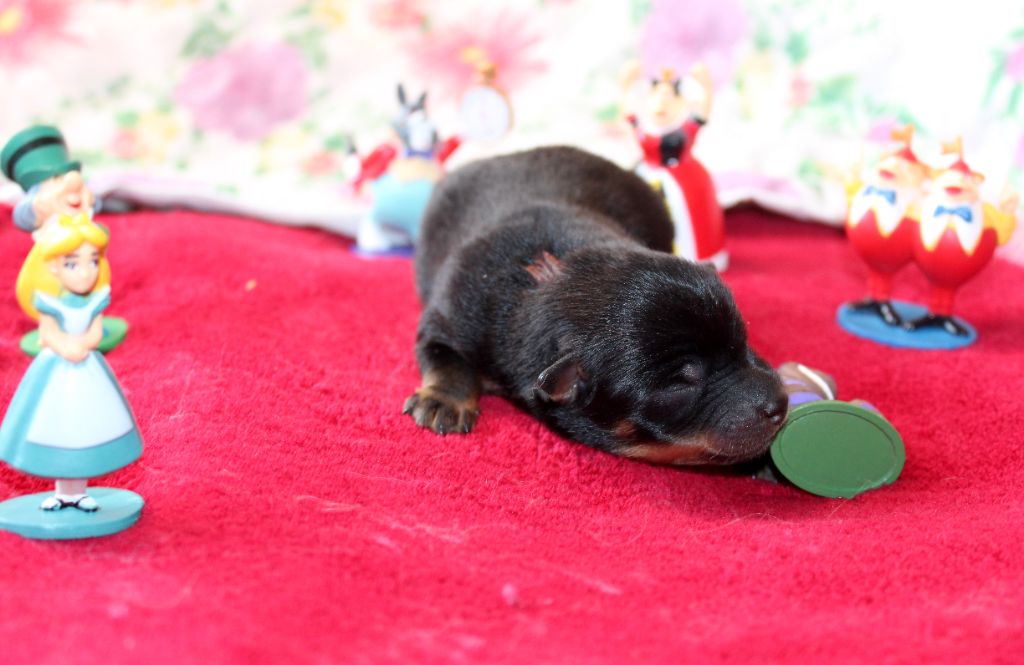 De l'étang de pincemaille - Chiots disponibles - Lancashire Heeler