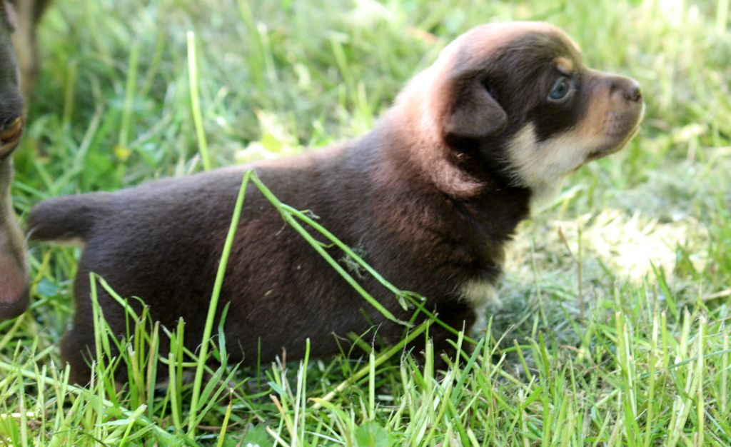 De l'étang de pincemaille - Chiots disponibles - Lancashire Heeler