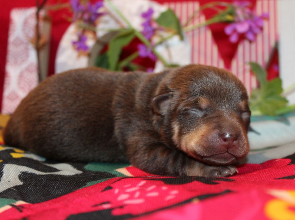 Chiot Lancashire Heeler De l'étang de pincemaille