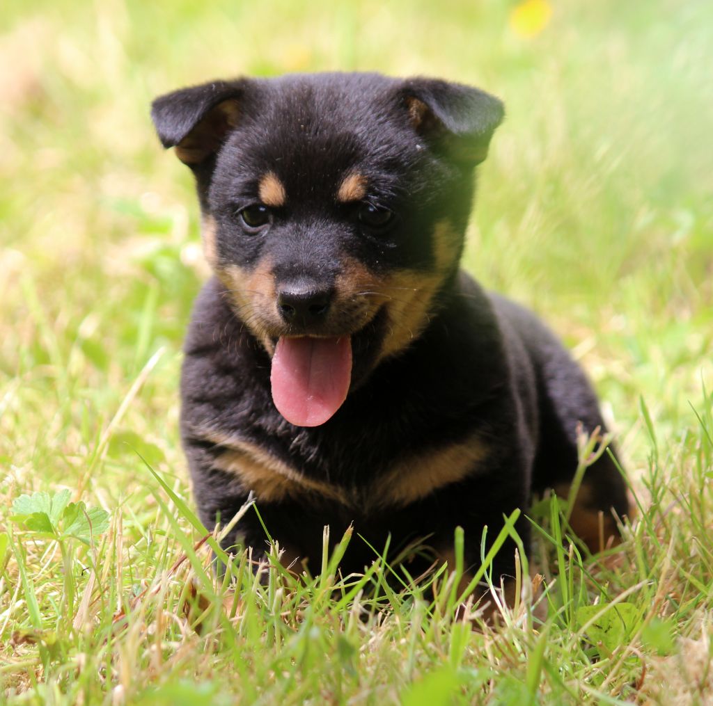 De l'étang de pincemaille - Chiots disponibles - Lancashire Heeler