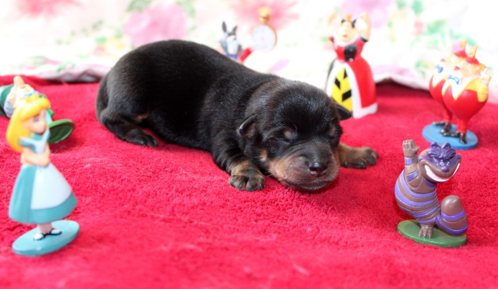 De l'étang de pincemaille - Chiots disponibles - Lancashire Heeler